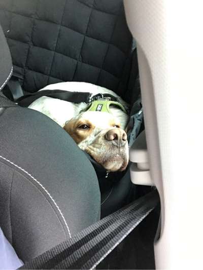 Die Dogorama Wochen Challenge-Beitrag-Bild