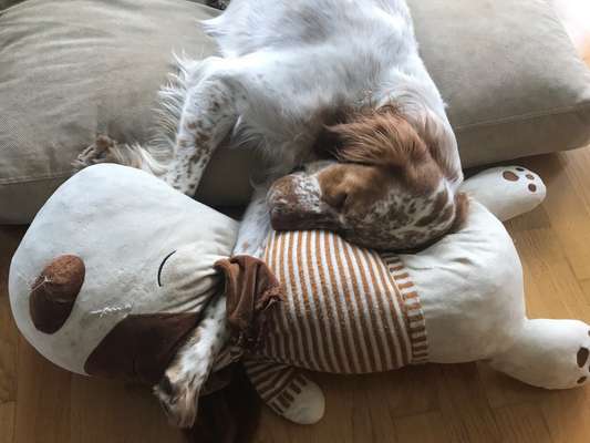 Die Dogorama Wochen Challenge "Friends will be Friends"-Beitrag-Bild