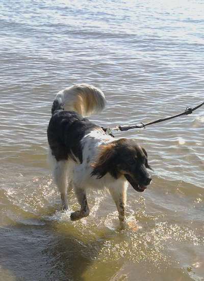 TierschutzhundeStammtisch🐕-Beitrag-Bild