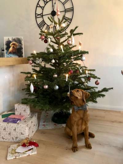 Dogorama Photo Challenge - Bescherung-Beitrag-Bild