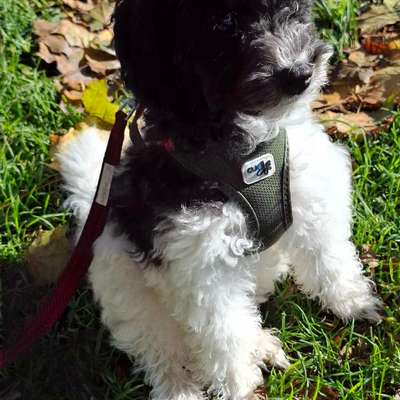 Hundetreffen-Welpentreff in Englschalking-Bild