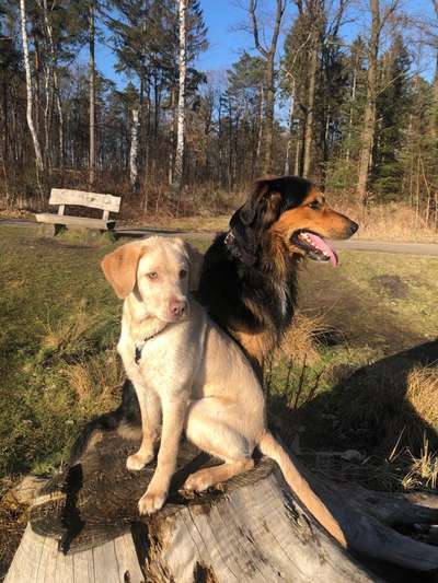 Bester Freund, Hundekumpel - zeigt her!-Beitrag-Bild