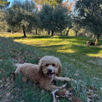 Hundetreffen-Spielen im Grüneburgpark-Bild