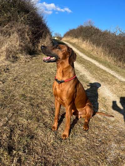 Rhodesian Ridgeback-Beitrag-Bild