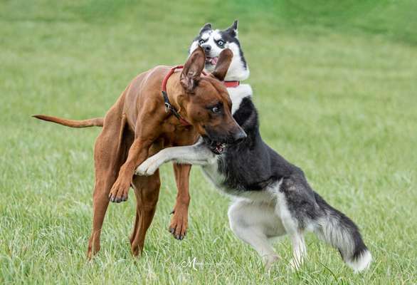 Rhodesian Ridgeback-Beitrag-Bild