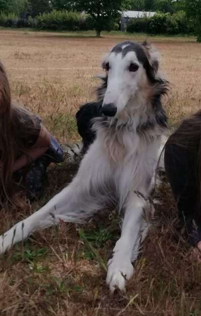 Windhunde - Treffen der besonderen Schönheiten
HERZLICH WILLKOMMEN-Beitrag-Bild