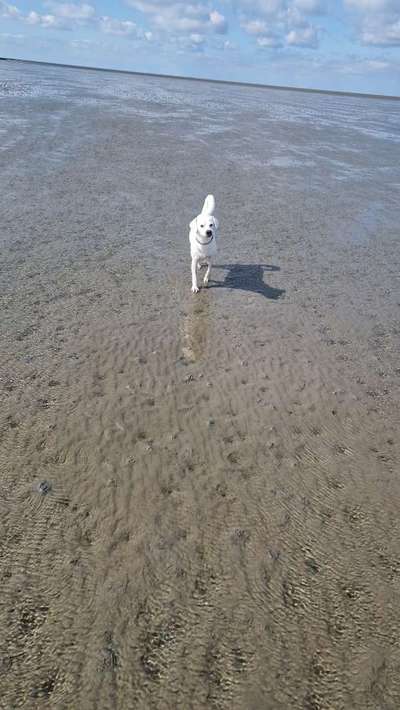 TierschutzhundeStammtisch🐕-Beitrag-Bild