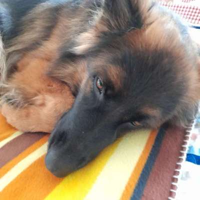 Freddys Kummerkasten-Beitrag-Bild