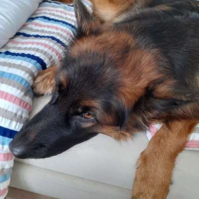 Gemeinsames Kuscheln im Bett!-Beitrag-Bild