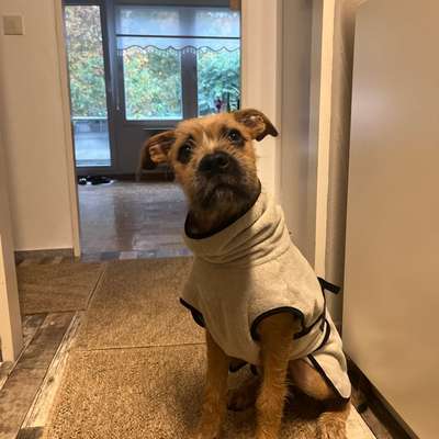 Hundetreffen-Hunde Freunde gesucht-Bild