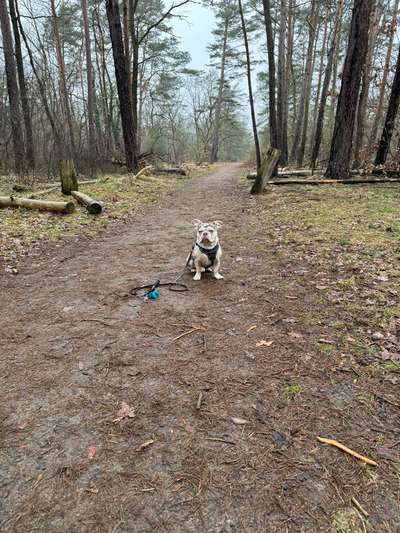 Hundetreffen-Gemeinsame Gassirunden - schreibt gern, wir würden uns freuen.-Bild