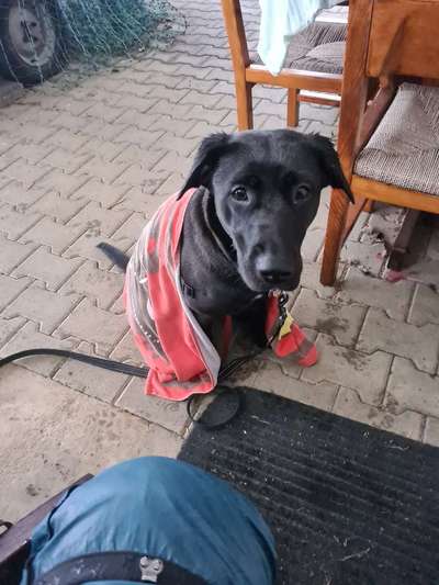 Schäferhund-Beitrag-Bild