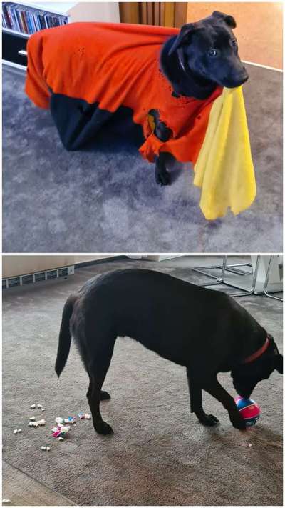 Rasseporträt Labrador-Beitrag-Bild