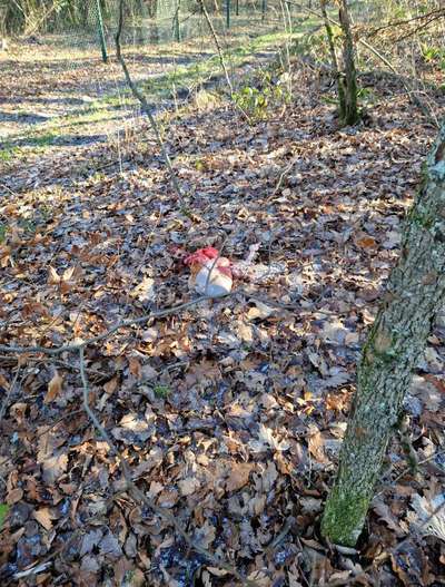Giftköder-Innereien und Blut-Bild