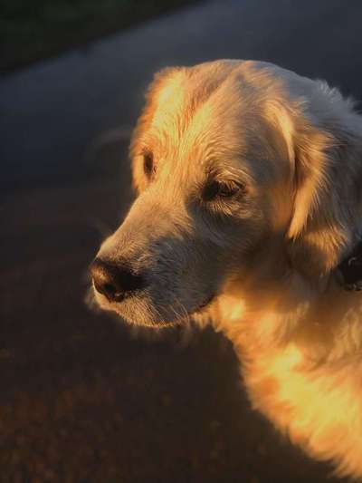 Dein Hund im Dogorama-Kalender 2021-Beitrag-Bild