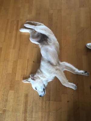 Dein Hund im Dogorama-Kalender 2021-Beitrag-Bild