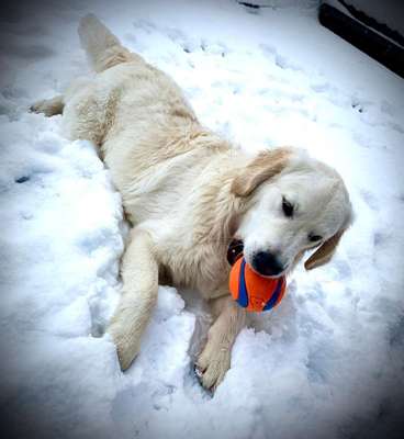 Dein Hund im Dogorama-Kalender 2021-Beitrag-Bild