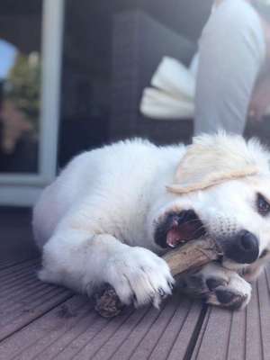 Dein Hund im Dogorama-Kalender 2021-Beitrag-Bild