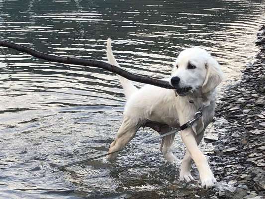 Dein Hund im Dogorama-Kalender 2021-Beitrag-Bild