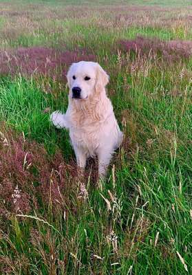 Dein Hund im Dogorama-Kalender 2021-Beitrag-Bild