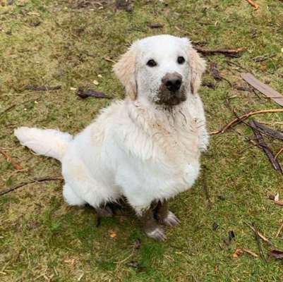 Dein Hund im Dogorama-Kalender 2021-Beitrag-Bild