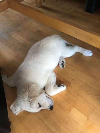 Dein Hund im Dogorama-Kalender 2021-Beitrag-Bild