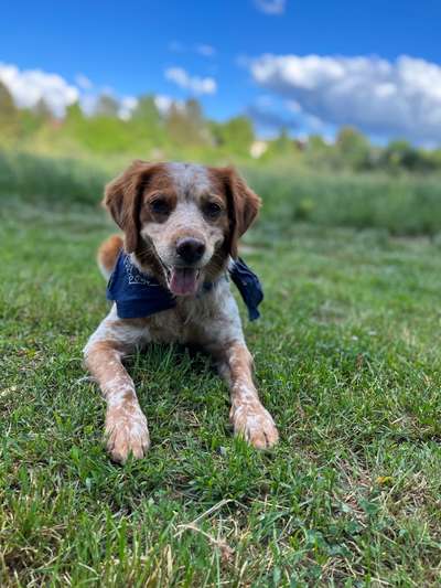 Epagneul Breton-Beitrag-Bild