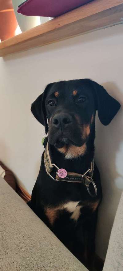 Rottweiler/-Mischlinge-Beitrag-Bild