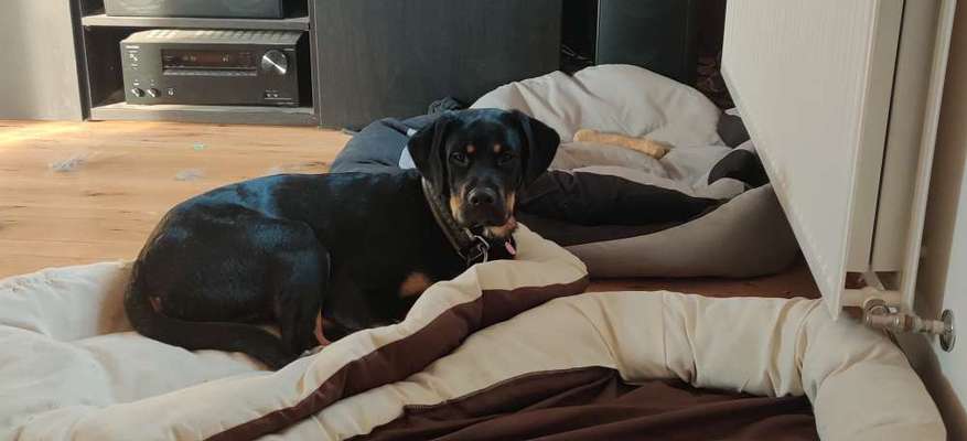 Rottweiler Fans-Beitrag-Bild
