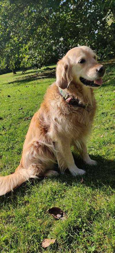 Wo sind die Golden Retriever Liebhaber?-Beitrag-Bild
