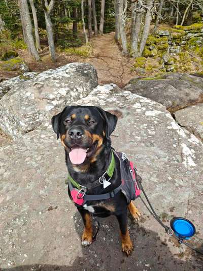 Rottweiler/-Mischlinge-Beitrag-Bild