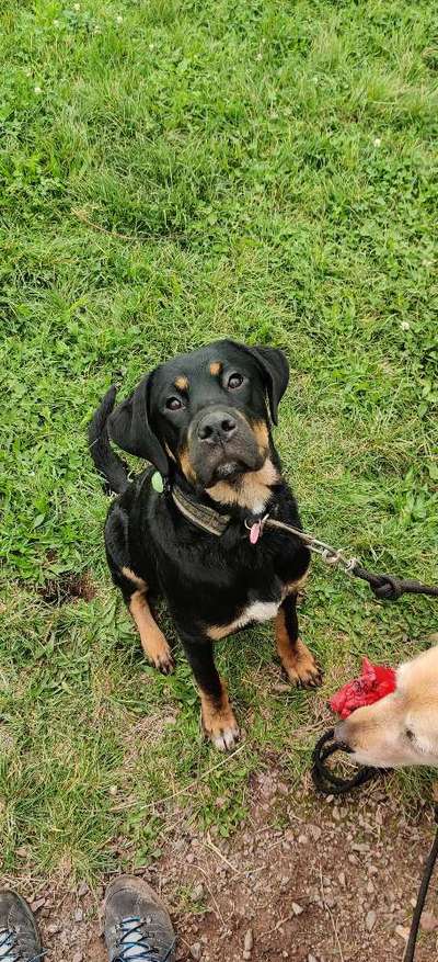 Rottweiler-Beitrag-Bild