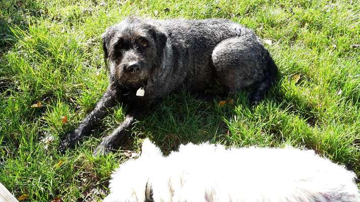 Unsere Fellnasen im Regenbogenland-Beitrag-Bild