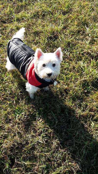 Unsere Fellnasen im Regenbogenland-Beitrag-Bild