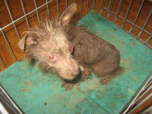 Hunde vom Tierschutzverein 🐕♥️-Beitrag-Bild