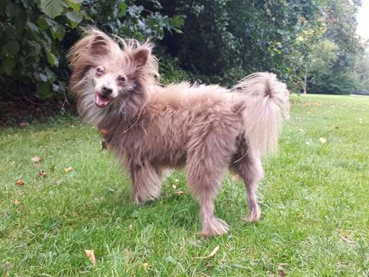 Hunde vom Tierschutzverein 🐕♥️-Beitrag-Bild