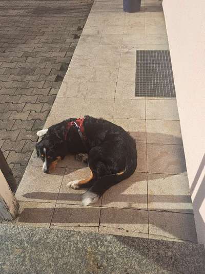 Hundetreffen-Gassi gehen-Bild