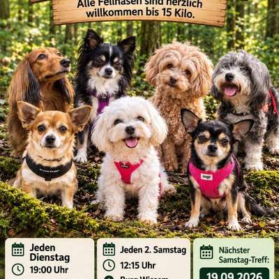 Hundetreffen-Kleinhundetreffen-Bild
