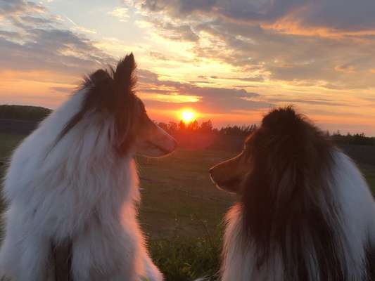 Dogorama Foto Challenge - Dämmerung-Beitrag-Bild