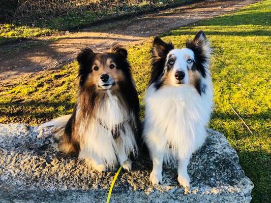 Shelties-Beitrag-Bild