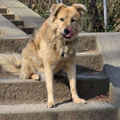 Hundetreffen-Gassi Runde-Bild