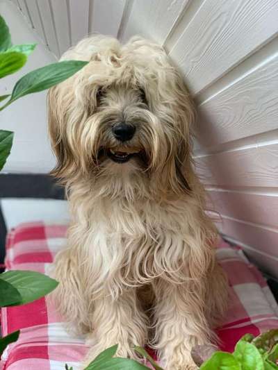 Tibet Terrier-Beitrag-Bild