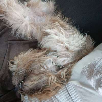 Tibet Terrier-Beitrag-Bild