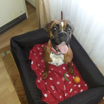 Deutsche Boxer-Beitrag-Bild