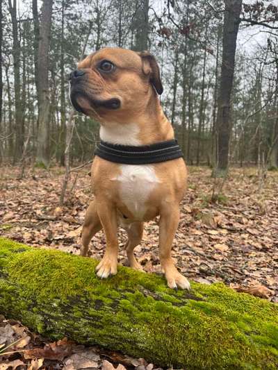 Wer hat noch alles einen Französischen Bulldoggen Mix ???-Beitrag-Bild