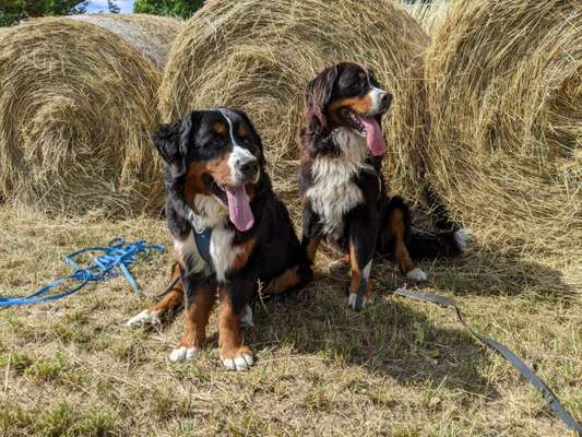 Berner Sennen-Beitrag-Bild