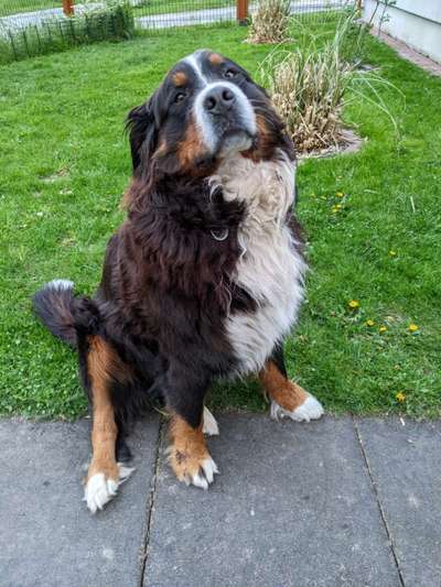 Berner Sennen-Beitrag-Bild