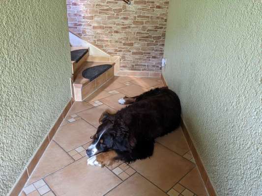 Berner Sennen-Beitrag-Bild