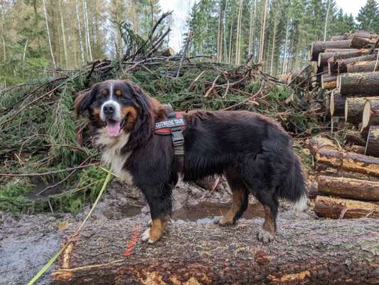 Berner Sennen-Beitrag-Bild