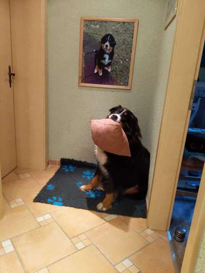 Berner Sennen-Beitrag-Bild